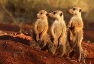 Meerkat