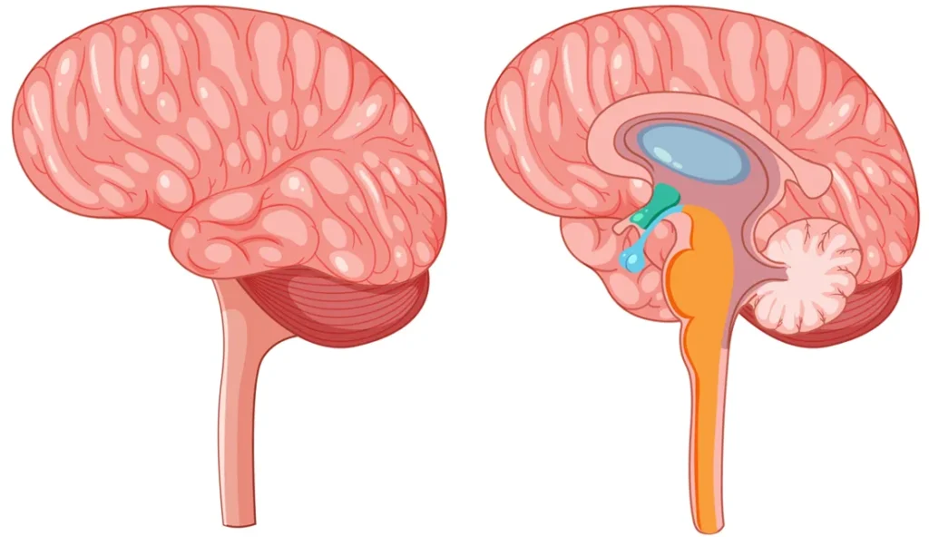 Pituitary Adenoma